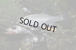 Photo7: [TRANSCENDENCE] Botia 60S+ Rev.2 (Rod)