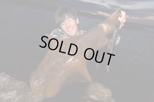 Photo5: [TRANSCENDENCE] Botia 60S+ Rev.2 (Rod)