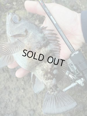 Photo3: [TRANSCENDENCE] Botia 60S+ Rev.2 (Rod)