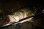 Photo10: [TRANSCENDENCE] Pulchra 62B+ Rev2.0 (Rod) (10)