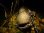 Photo11: [TRANSCENDENCE] LateBloomings510+ Rev3.0 (Rod) (11)