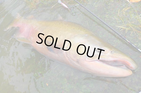 Photo13: [TRANSCENDENCE] Botia 60S+ Rev.2 (Rod) (13)