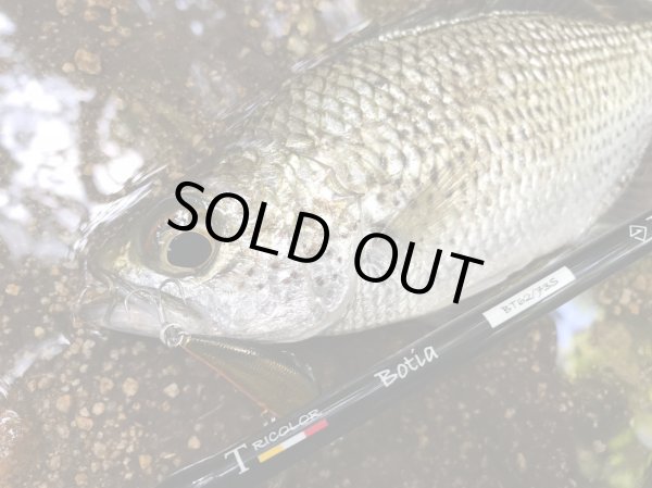 Photo4: [TRANSCENDENCE] Botia 60S+ Rev.2 (Rod) (4)