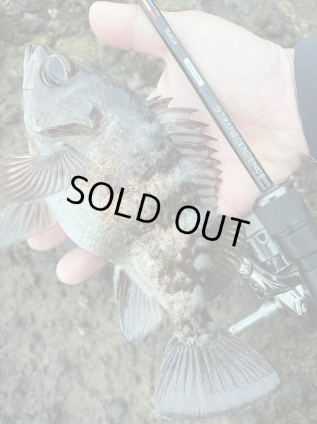 Photo3: [TRANSCENDENCE] Botia 60S+ Rev.2 (Rod) (3)