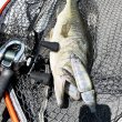 Photo4: [GO FISHING] G Handle (88mm, 95mm, 100mm, 105mm, 110mm) Without Nut (4)