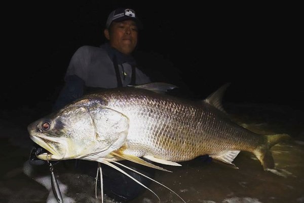 Photo11: [TRANSCENDENCE] Laulau 8.3GT-S Rev3.0 / Spinning (Rod) (11)