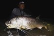 Photo11: [TRANSCENDENCE] Laulau 8.3GT-S Rev3.1 / Laulau Spinning / Spinning (Rod) (11)