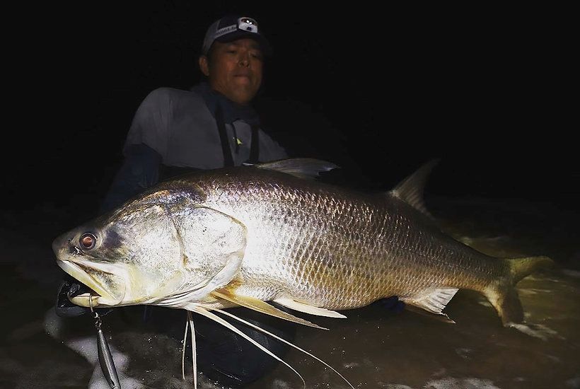 TRANSCENDENCE] Laulau 8.3GT-S Rev3.0 / Spinning (Rod)