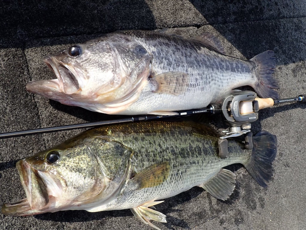 TRANSCENDENCE] Pulchra 62B+ Rev2.0 Multi-Piece Bait Rod | HEDGEHOG